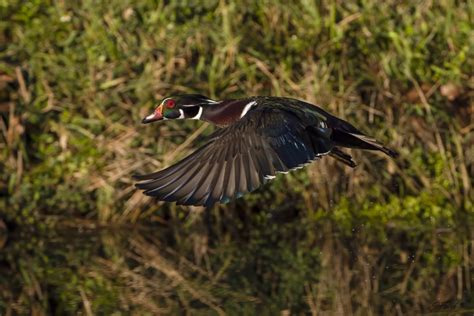 Wood Duck in Flight – Jeff Tallard Art Photography