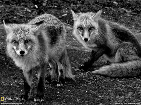 Fox is Black Wallpaper - WallpaperSafari