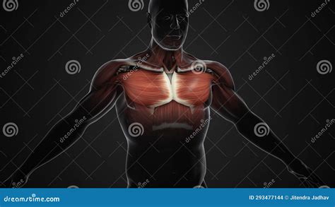 Pain And Injury In The Chest Pectoralis Major And Minor Muscles Stock