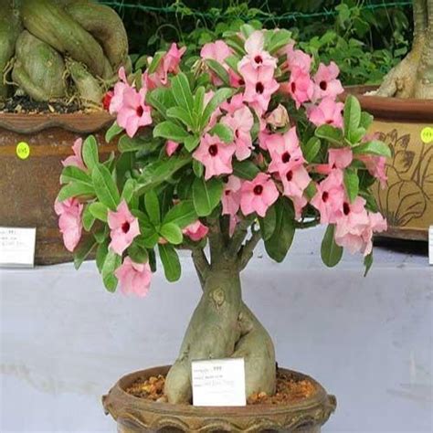 Adenium obesum róża pustyni sadzonka PASZPORT 14214357067