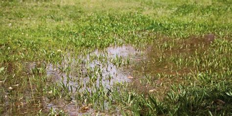 Why Proper Drainage Is Critical For Cannabis Growth Grow Radar