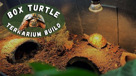 Box Turtle Enclosure Build Bioactive Terrarium Youtube