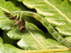 Carnivorous Caterpillar - Life in Hawaii