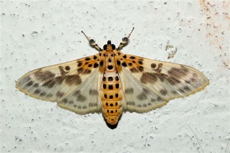 Welcome to the Moths of India website! | Moths