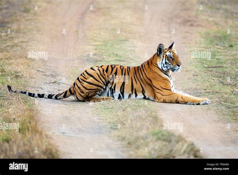 Bengal Tiger Panthera Tigris Tigris Tigress Mutschili Lying On A