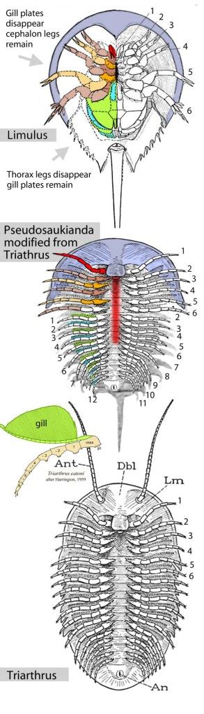 Horseshoe Crab Trilobite Ventral588 The Pterosaur Heresies