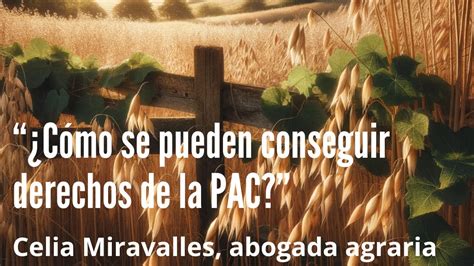 C Mo Se Pueden Conseguir Derechos Pac Pago B Sico Ayuda B Sica A La