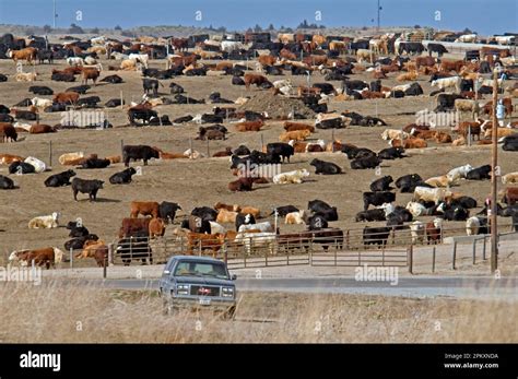 Cattle Feedlot America Hi Res Stock Photography And Images Alamy