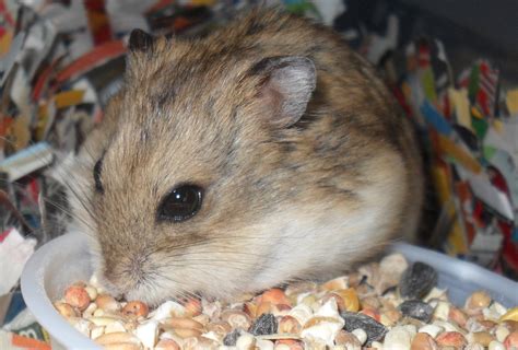 hamster  stock photo public domain pictures