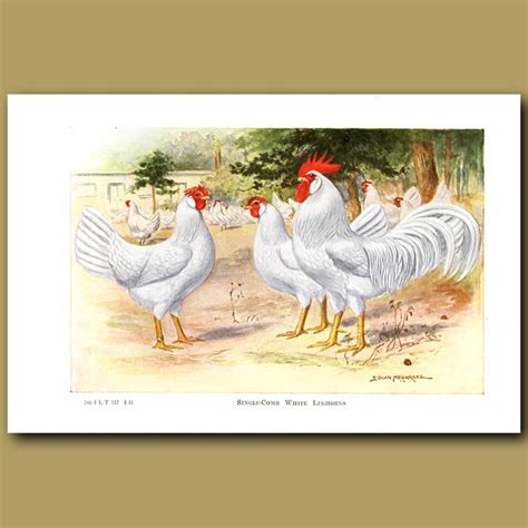 Single Comb White Leghorn Chickens Genuine Antique Print For Sale