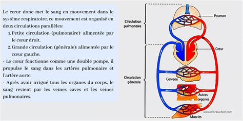 La Circulation Sanguine Soutien Scolaire