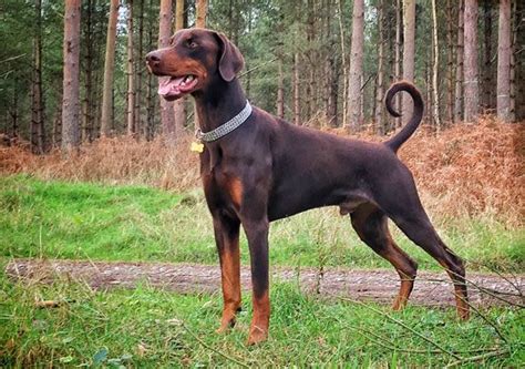 Doberman Pinscher Temperament And Facts Britannica