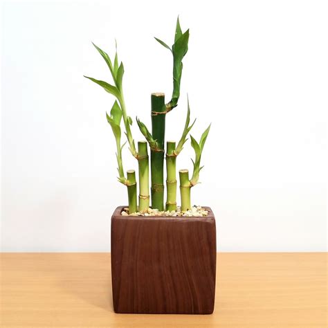 Woodgrain Rectangular Vase With 5 Lucky Bamboo Stalks Eve S Garden Gifts