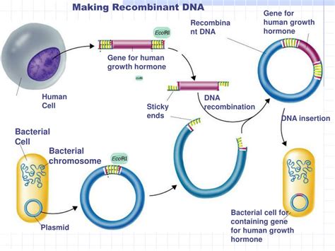 Dna Replication In Bacteria Occurs