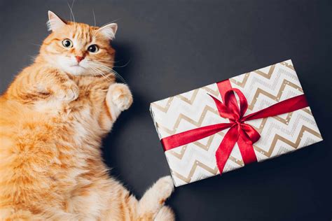 Senior Cat Gift Ideas for 2025 - Caring Pathways
