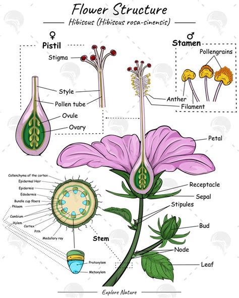 Flower Structure En 2024 Notes De Biologie Apprendre Langlais Biologie