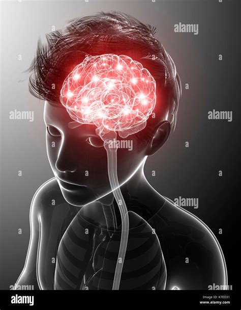 Anatomie Du Cerveau De L Enfant Banque De Photographies Et Dimages