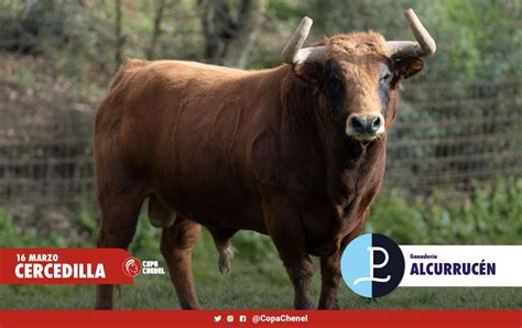 Los toros de Alcurrucén y El Vellosino para Cercedilla mundotoro