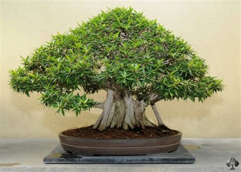 Ficus Bonsai Tree Benefits Of The Decade The Ultimate Guide Leafyzen