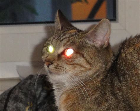 Why do Cats' Eyes Glow in the Dark? - Explained