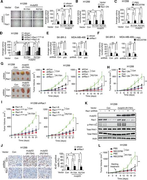 Gain Of Function Mutant P Activates Small Gtpase Rac Through