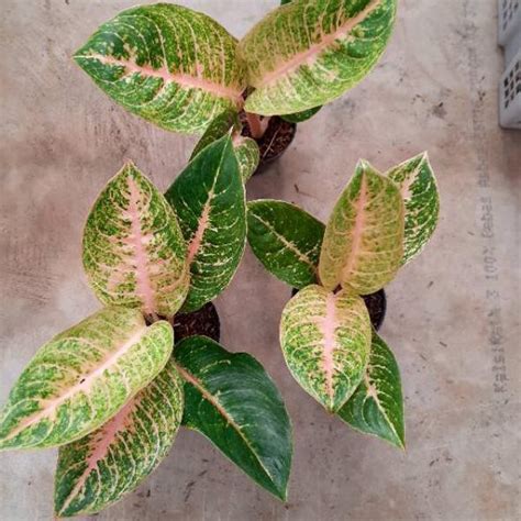 Jual Thn Aglonema Harley Queen Aglaonema Harley Queen Remaja Tanaman