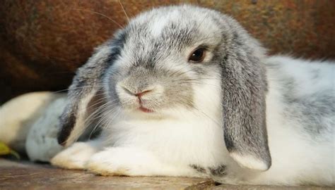 20 Best Rabbit Cage For Holland Lop