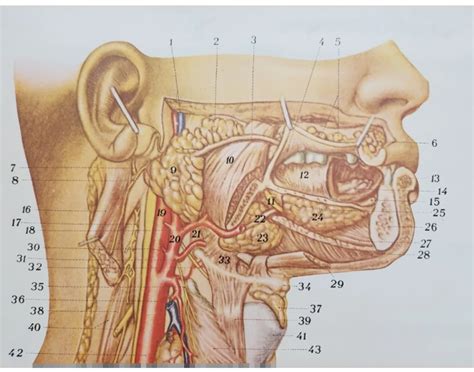 Salivary Glands Anatomy Quiz