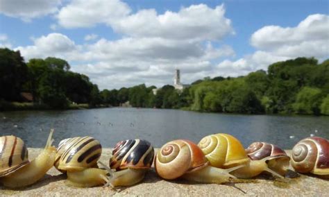 Humans struggle to identify snail shell shades, but technology reveals ...