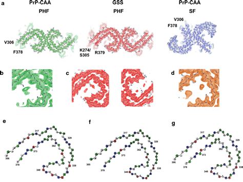 Cryo Em Densities And Atomic Models Of Phfs And Sfs Sharpened