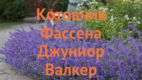 Котовник фассена Джуниор Валкер 🌿 обзор: как сажать, саженцы котовника ...