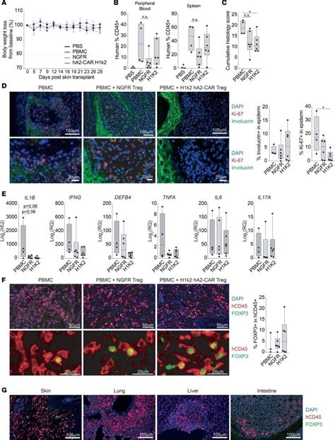 Foxp Antibody Alexa Fluor