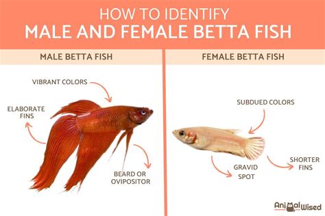 Male Vs Female Betta Fish How To Tell The Difference