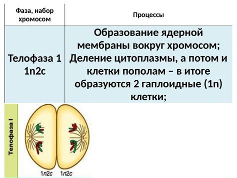 Мейоз. Фазы мейоза - презентация онлайн