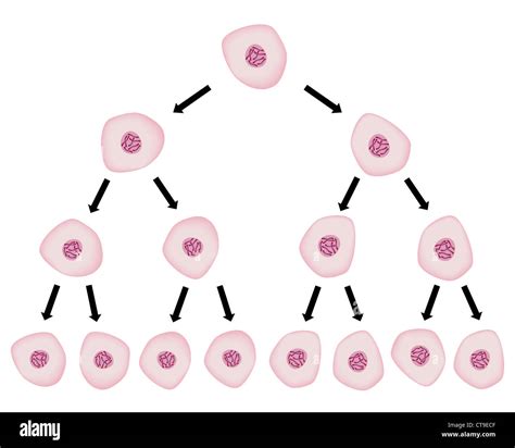 Cell Division Diagram Hi Res Stock Photography And Images Alamy