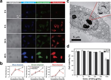 Confocal fluorescence microscopy images showing the cytoplasmic and ...