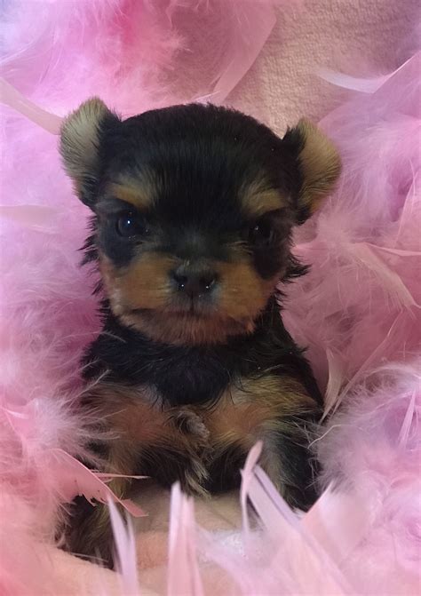 Pin By Patricia Chambliss On Pets Yorkie Puppy Care Yorkshire