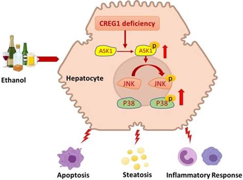 Hepatocyte Specific Deletion Of Cellular Repressor Of E1a Stimulated Genes 1 Exacerbates Alcohol