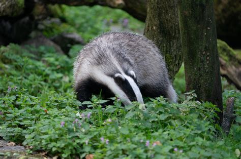 Besuch Beim Dachs Natur Und Tierpark Goldau