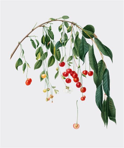mulberry fruit   tree branch visit kaboompics    images
