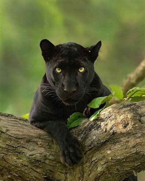 . Photo by @shaazjungphotography Black panther lounging on tree branch ...