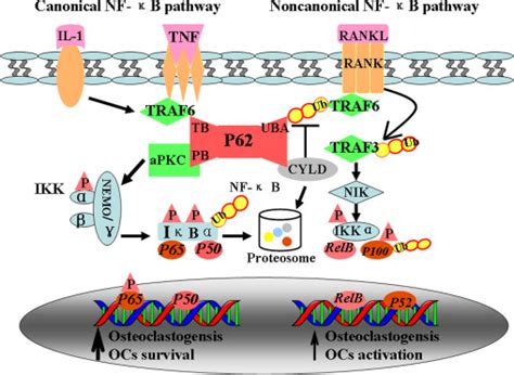 Osteoclastogenesis induced by adaptor P62 in NF-κB activation pathway ...