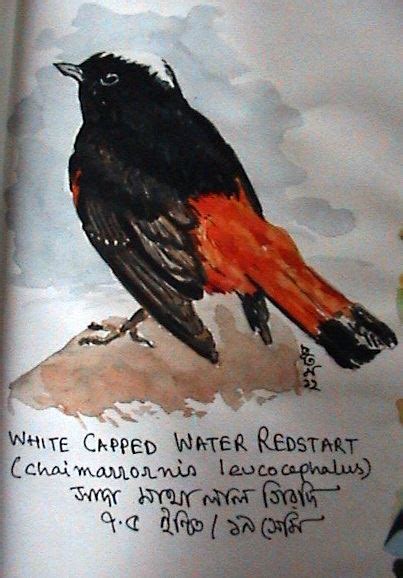 White Capped Water RedStart NSSB