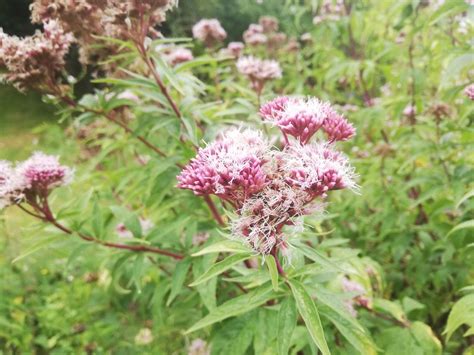 L Eupatoire à feuilles de chanvre ou Eupatoire chanvrine est une plante