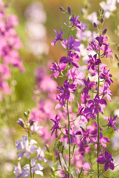 Where Do Larkspur Flowers Grow