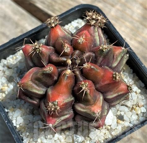 Shpr Gymnocalycium Mihanovichii F Variegata