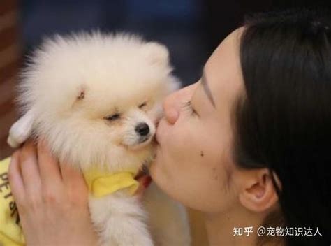 注意：博美犬把你当母亲的表现，赶紧抱抱它 知乎