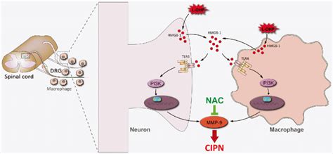 Hmgb Tlr Pi K Akt Mmp Axis Mediated Crosstalk Between Macrophages