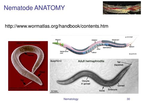 Nematode Anatomy Anatomy Book