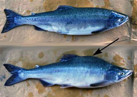 Моллинезия аквариумная самец и самка как отличить фото